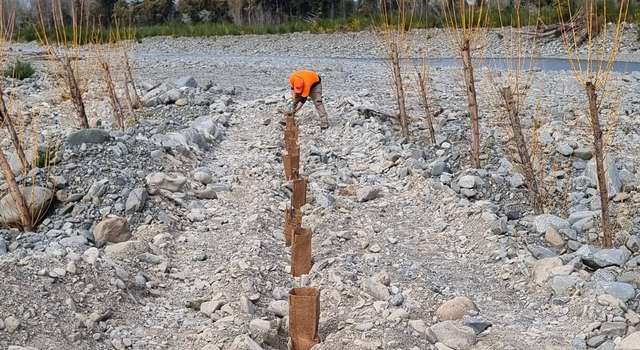 Aoraki Tree and Scrub