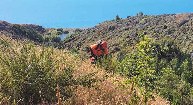 Aoraki Tree and Scrub