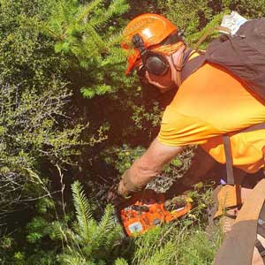 Forest Clearing - Aoraki Tree and Scrub