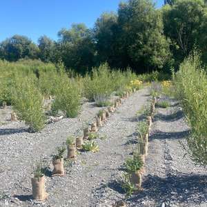 Weed Control - Aoraki Tree and Scrub